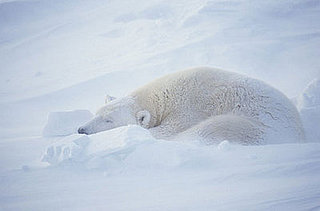 Creature Features: Polar Bears