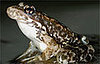 2008 Is Year of the Frog