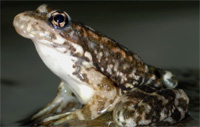 2008 Is Year of the Frog