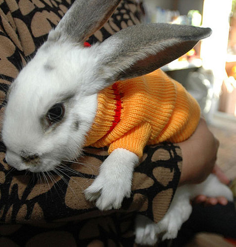 Pet Salons: Spoiled Sweet or Spoiled Rotten?