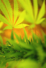 Hot Button: Legalize Marijuana?