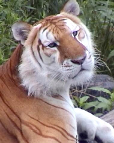 The Golden Tabby Tiger