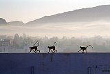 Three MonkeysCopyright Rich Axelby
