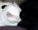 snowwhitekitty snowwhitekitty