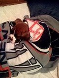 snuggled up in his yankee blanket