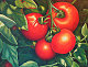 chiffonade