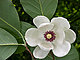 pinkmagnolia pinkmagnolia