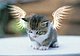 juares2Kat