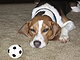 BeagleHappy BeagleHappy