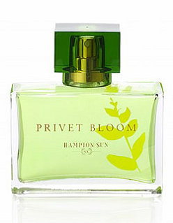 The Smell of Summer:  Hampton Sun Privet Bloom