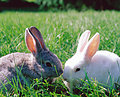 How Much Does Animal Testing Matter to You?