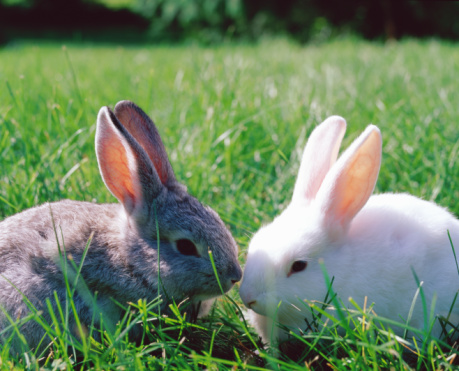 How Much Does Animal Testing Matter to You?