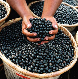 Acai Berry