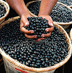 Acai Berry