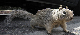 Aw, Nuts: Another Reason to Read the Label