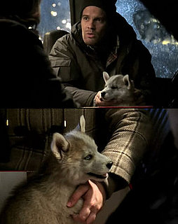Would You Give Someone a Puppy as a Gift?