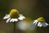 DIY Beauty: Sensitive Skin Care