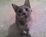 the cat