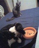 are you gonna finish it?
