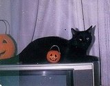 BOLO the best cat in my world, I still miss you!!!
