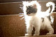 4evrfuzzy