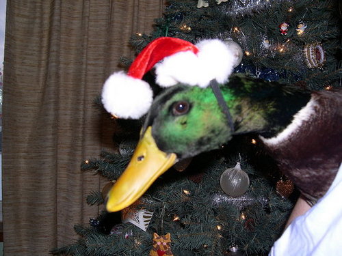 Christmas Duck