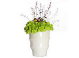 insanely expensive potted plant - love or hate? (ignore the price!)