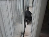 Wilbur hanging out Wilbur hanging out