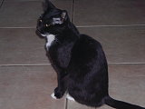 My kitty Mischief My kitty Mischief