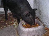 Took this pic for Suz-up close so you can see in his eyes! Took this pic for Suz-up close so you can see in his eyes!