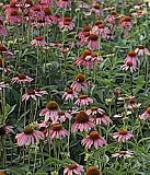 Name that flower!