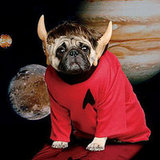 How do you feel about pet costumes?