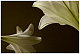 lillies's picture