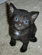 lamombo's picture
