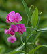 Sweetpea723 Sweetpea723