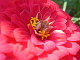 javaFlower