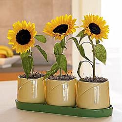 For the greenthumb:: RedEnvelope - sunflower growing kit