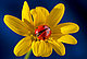 ladybug41