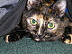 Shadowcat14
