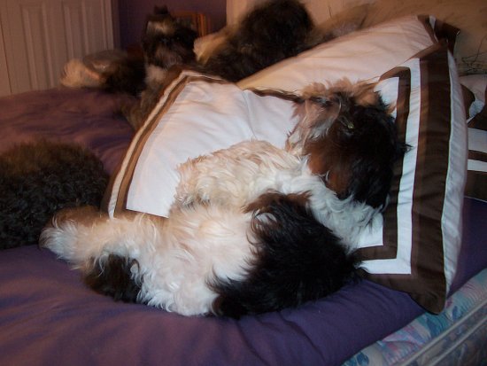 My Puppies