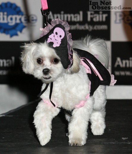 Dog Halloween Costumes!