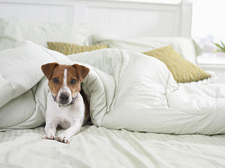Duvet