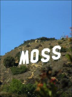 This Just In: Moss Store Opens in Los Angeles
