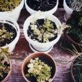 Are You Good With Houseplants?