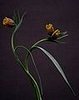 Midday Muse:  Autumn Flora