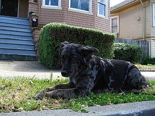 Open House Recap:  Pets and Your Home