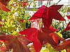 Midday Muse:  Autumn Maple Leaves