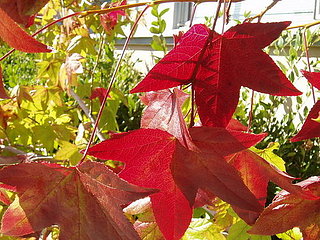 Midday Muse:  Autumn Maple Leaves