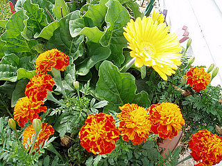 Name This Flower