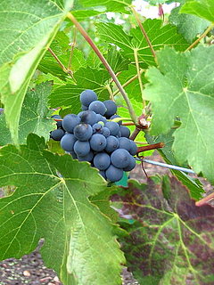 Name This Fruit